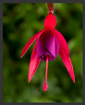 fuchsia